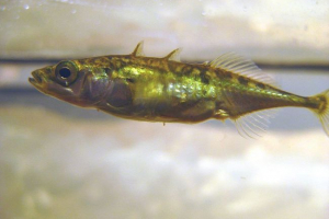 Kolektivna aktivnost lišava pojedincima individualnosti